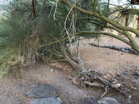 Nov 11 - A tenacious tree lying on its side and still rooted to the ground. Amazing.